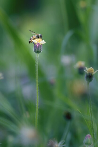 Primer plano de un insecto en una flor