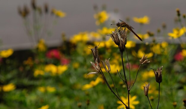 Primer plano de un insecto en una flor