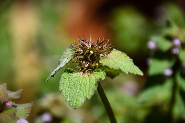 Foto primer plano de un insecto en una flor