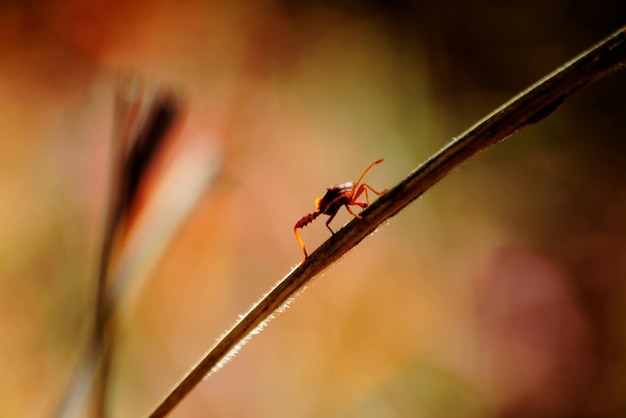 Un primer plano de un insecto en una hoja de hierba