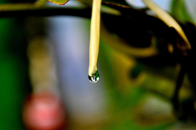 Foto primer plano de un insecto en una hoja húmeda