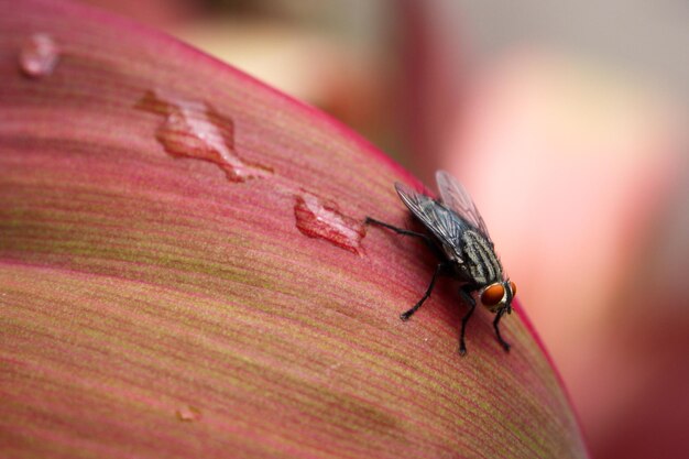 Foto primer plano de un insecto en una hoja roja