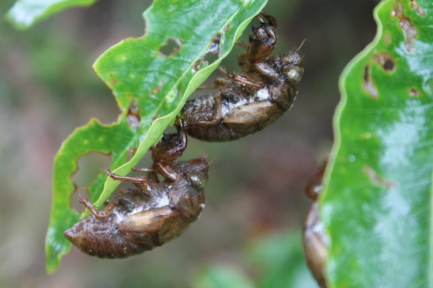 Foto primer plano de un insecto en una hoja verde