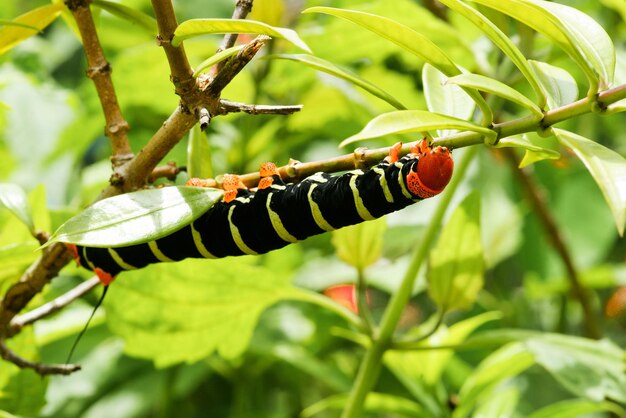 Foto primer plano de un insecto en una hoja