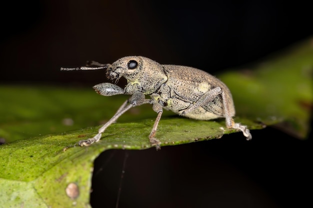 Foto primer plano de un insecto en una hoja