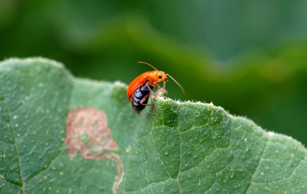 Primer plano de un insecto en una hoja