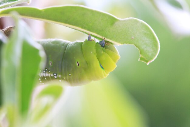 Foto primer plano de un insecto en una hoja