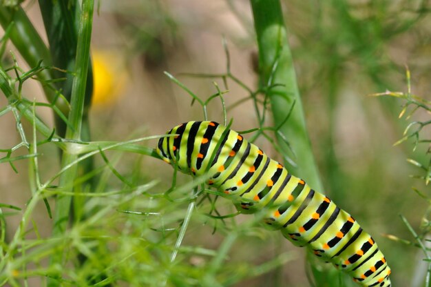 Foto primer plano de un insecto en una hoja