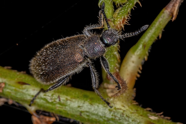 Foto primer plano de un insecto en una hoja