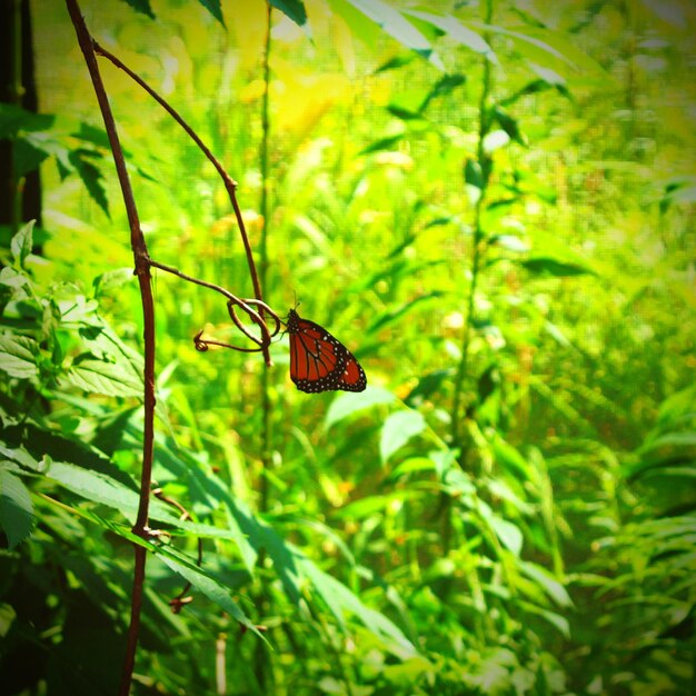 Foto primer plano de un insecto en una hoja