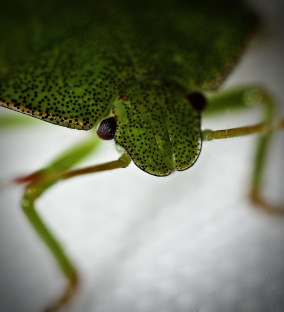 Foto primer plano de un insecto en una hoja