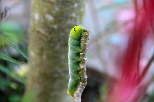 Foto primer plano de un insecto en una hoja