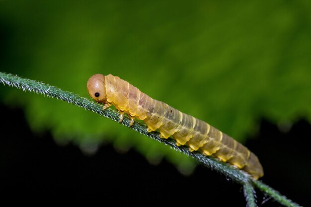 Foto primer plano de un insecto en una hoja