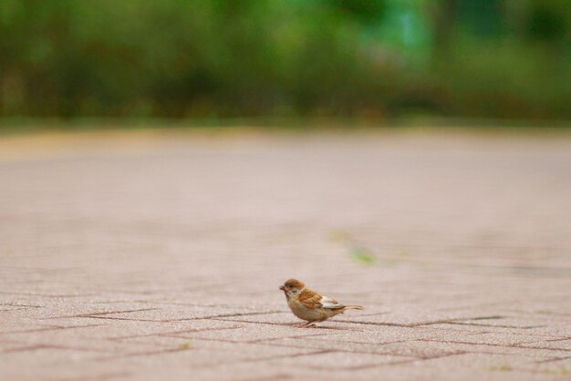 Foto primer plano de un insecto en una hoja