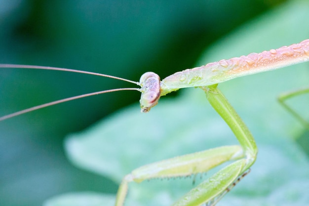 Foto primer plano de un insecto en una hoja