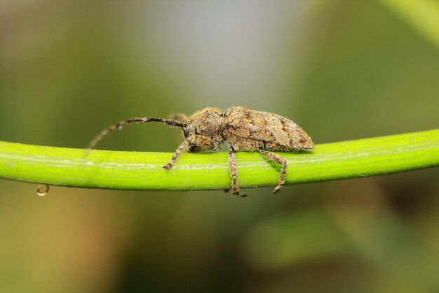 Primer plano de un insecto en una hoja