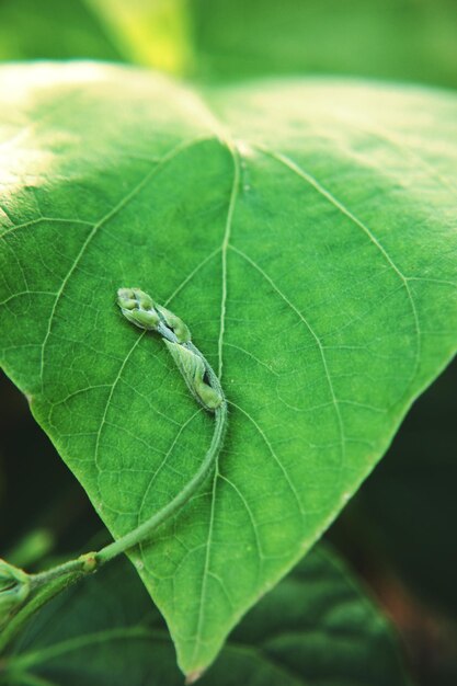 Primer plano de un insecto en una hoja