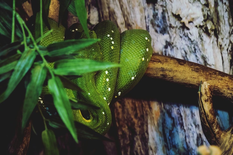 Foto primer plano de un insecto en una hoja