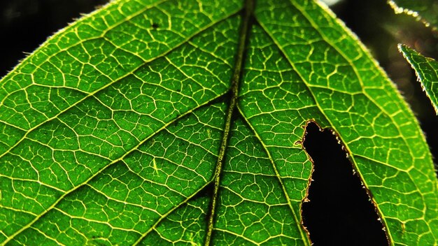 Foto primer plano de un insecto en una hoja