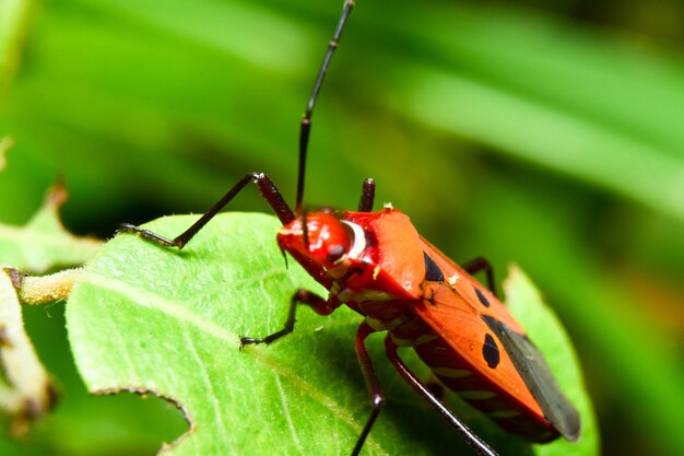 Primer plano de un insecto en una hoja