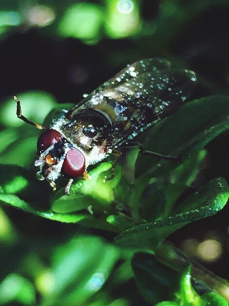 Primer plano de un insecto en una hoja