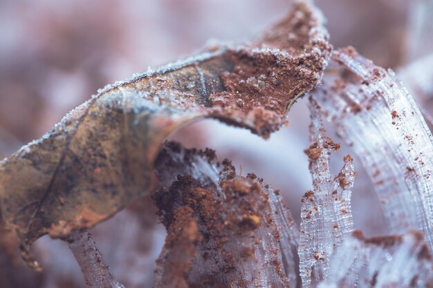 Foto primer plano de un insecto en una hoja