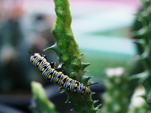 Foto primer plano de un insecto en una hoja