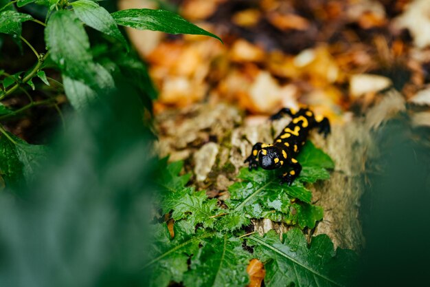 Foto primer plano de un insecto en una hoja