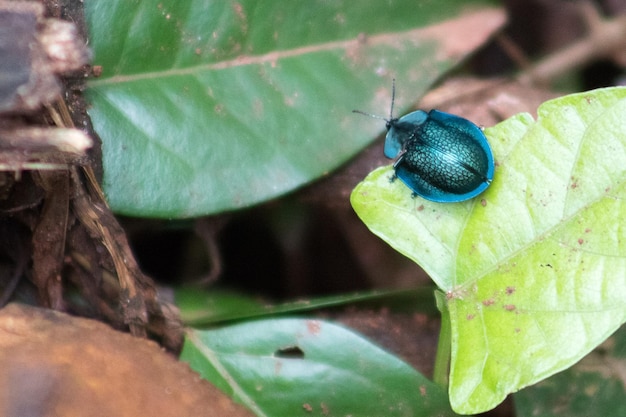 Foto primer plano de un insecto en una hoja