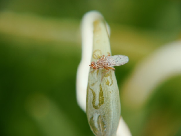 Foto primer plano de un insecto en una hoja