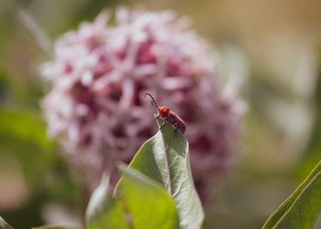 Foto primer plano de un insecto en una hoja