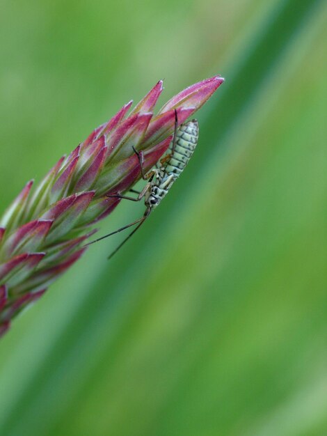 Foto primer plano de un insecto en una hoja