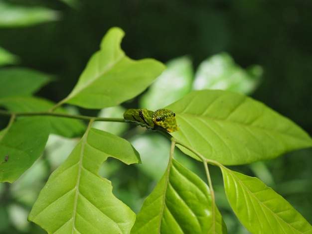 Foto primer plano de un insecto en una hoja