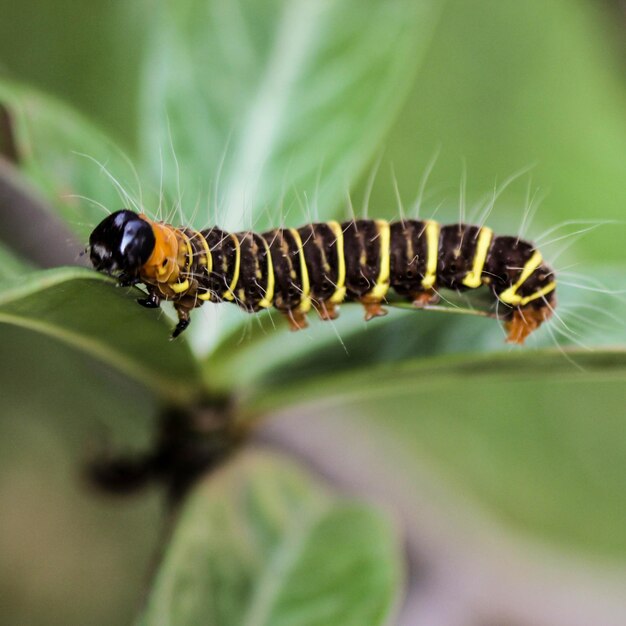 Foto primer plano de un insecto en una hoja