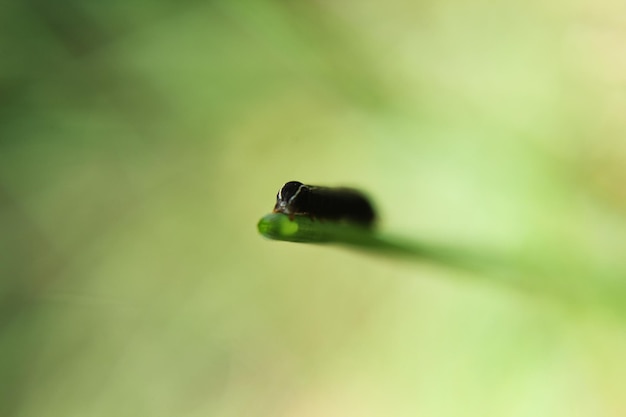 Foto primer plano de un insecto en una hoja