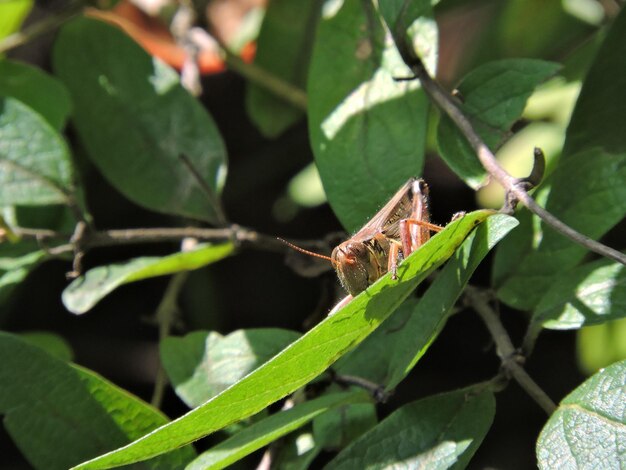 Foto primer plano de un insecto en una hoja