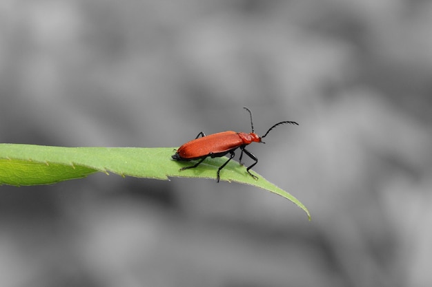 Primer plano de un insecto en una hoja