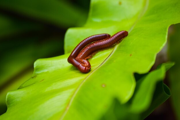 Foto primer plano de un insecto en una hoja