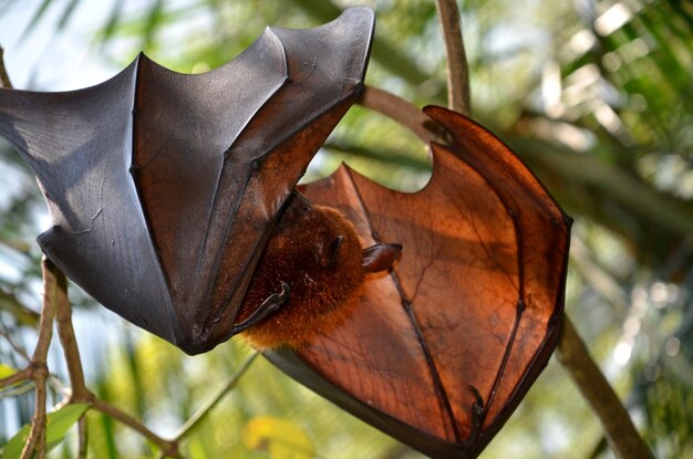 Foto primer plano de un insecto en una hoja