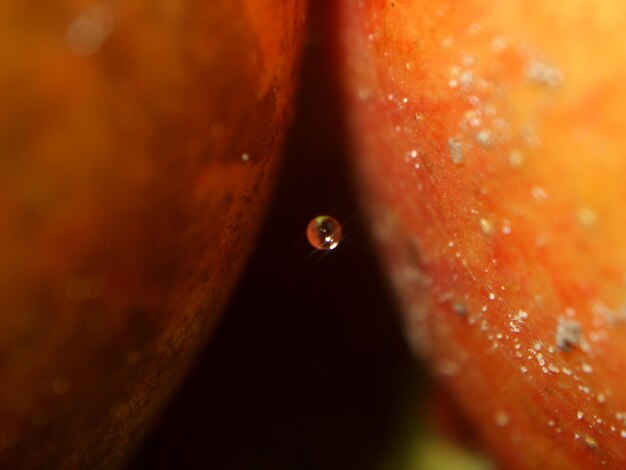 Foto primer plano de un insecto en una hoja