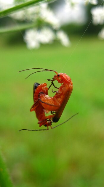 Foto primer plano de un insecto en una hoja