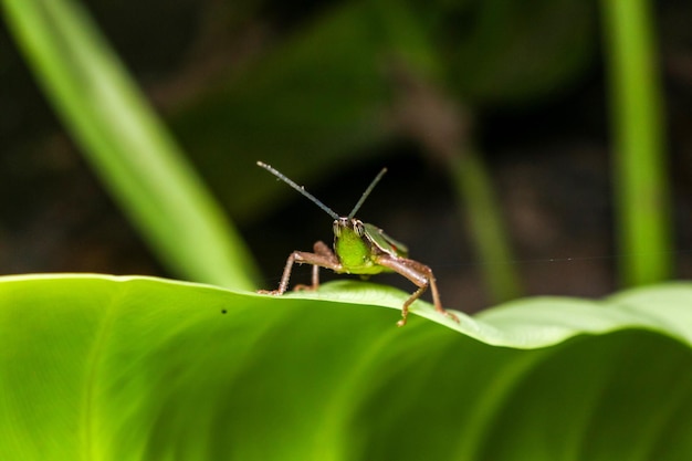 Primer plano de un insecto en una hoja