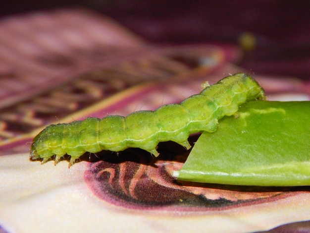 Foto primer plano de un insecto en una hoja