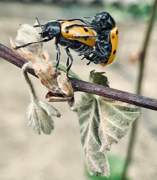 Foto primer plano de un insecto en una hoja