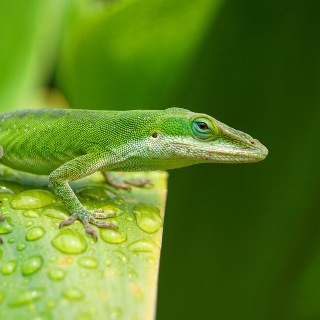 Foto primer plano de un insecto en una hoja