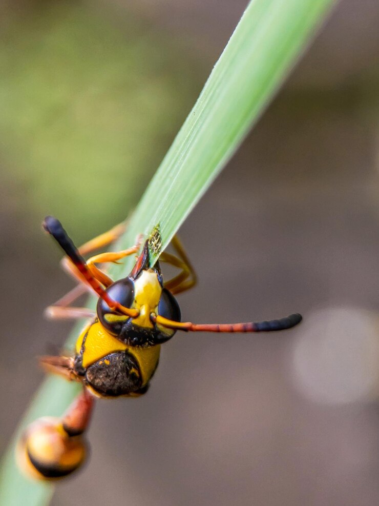 Foto primer plano de insecto en la hoja