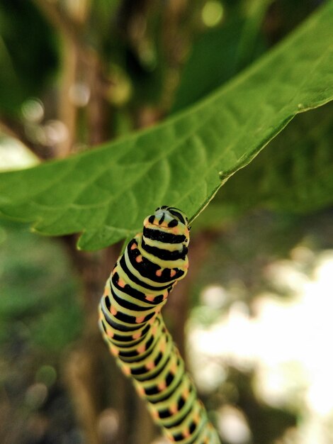 Foto primer plano de un insecto en una hoja