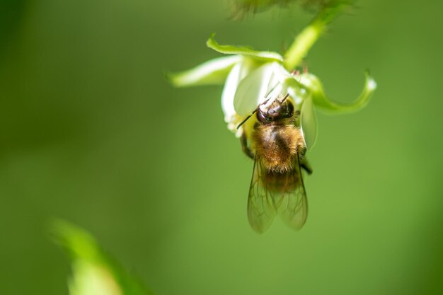 Foto primer plano de un insecto en una hoja