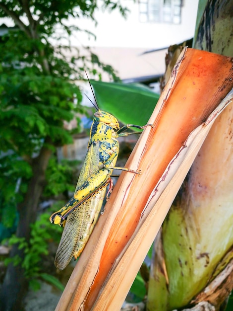 Foto primer plano de un insecto en una hoja