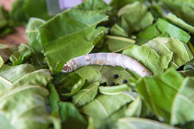 Primer plano de un insecto en las hojas